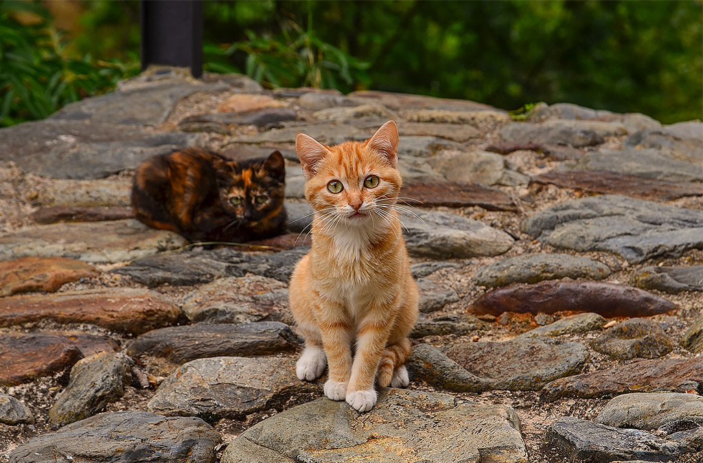 Hermanos felinos en el pueblo de Tavascan.