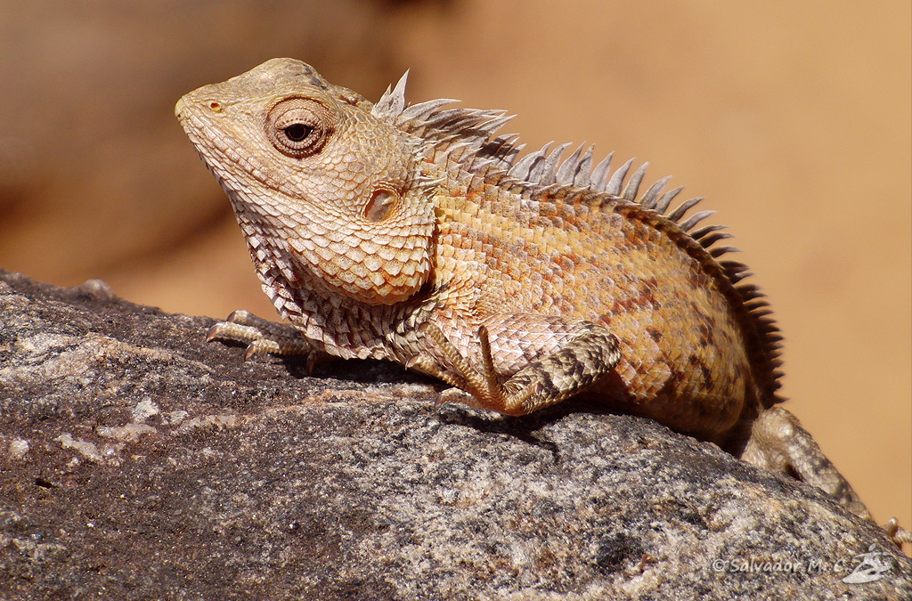 Reptil tomando el sol sobre una roca.