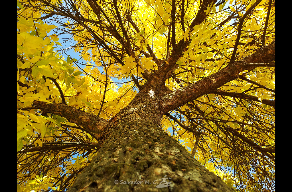 Otoño en todo su esplendor en un contrapicado a un árbol de ribera.