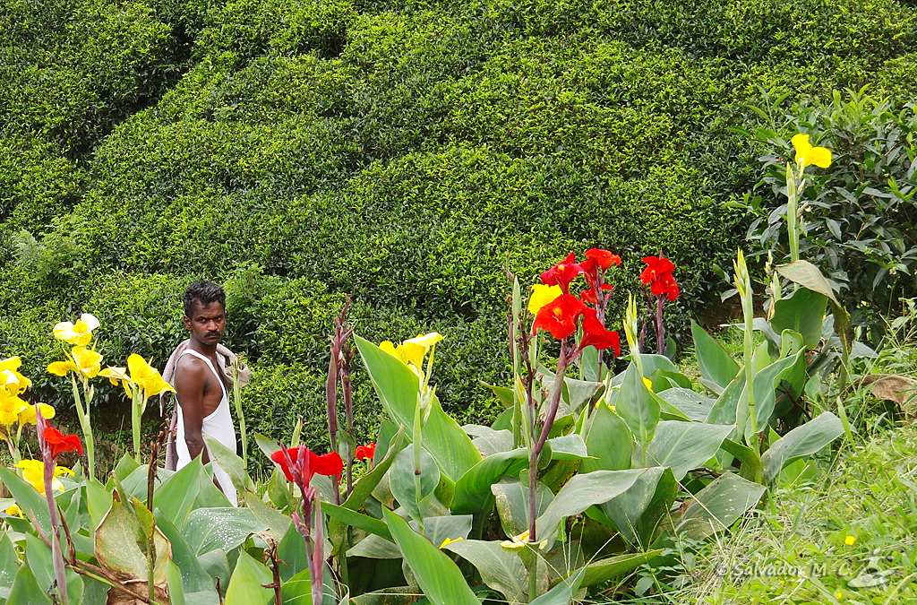 Plantación de Té en Sri Lanka.