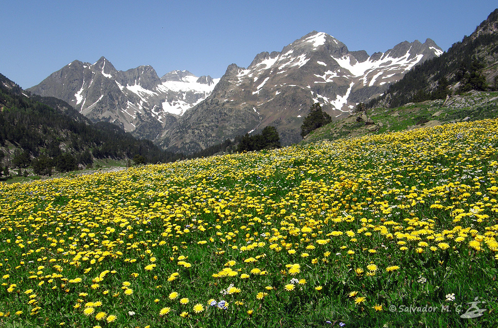 Pradera en el valle de Benasque en todo el esplendor de la Primavera.