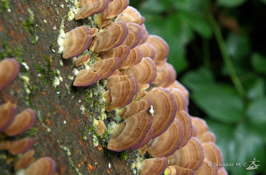 Hongos sobre tronco en la Selva de Irati.