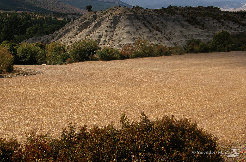 Cultivo madurando al sol en la Sierra de Leire.